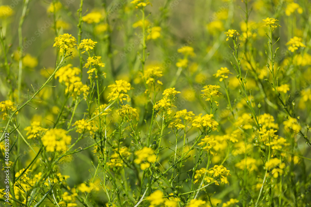 Fototapeta premium Blooming colza in summer in the field