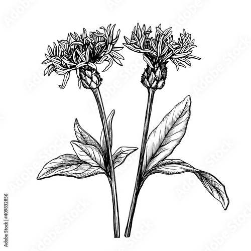 Set with mountain blue cornflower flower. (Centaurea montana, bachelor's button, montane knapweed). Black and white outline illustration, hand drawn work. Isolated on white background. photo