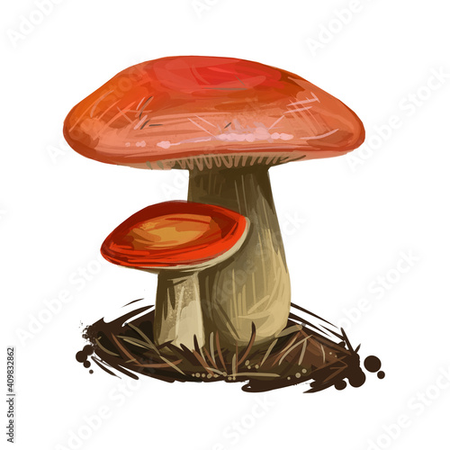 Genus Russula mushroom closeup digital art illustration. Boletus has bright colored orange cap and yellowish fruit body. Mushrooming season, plant of gathering plants growing in wood and forest