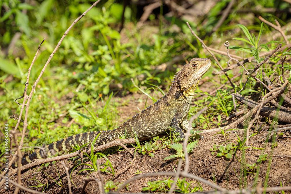 Gippsland Water Dragon, Shoalhaven River, NSW, January 2021 Gippsland Water Dragon, Shoalhaven River, NSW, January 2021