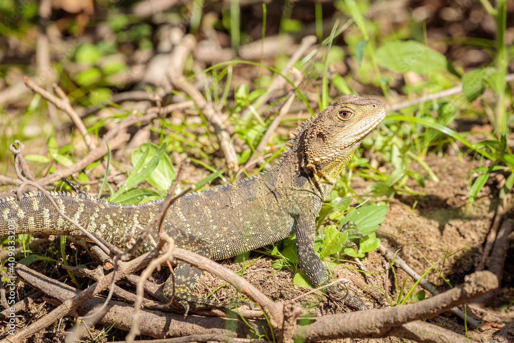 Gippsland Water Dragon, Shoalhaven River, NSW, January 2021 Gippsland Water Dragon, Shoalhaven River, NSW, January 2021