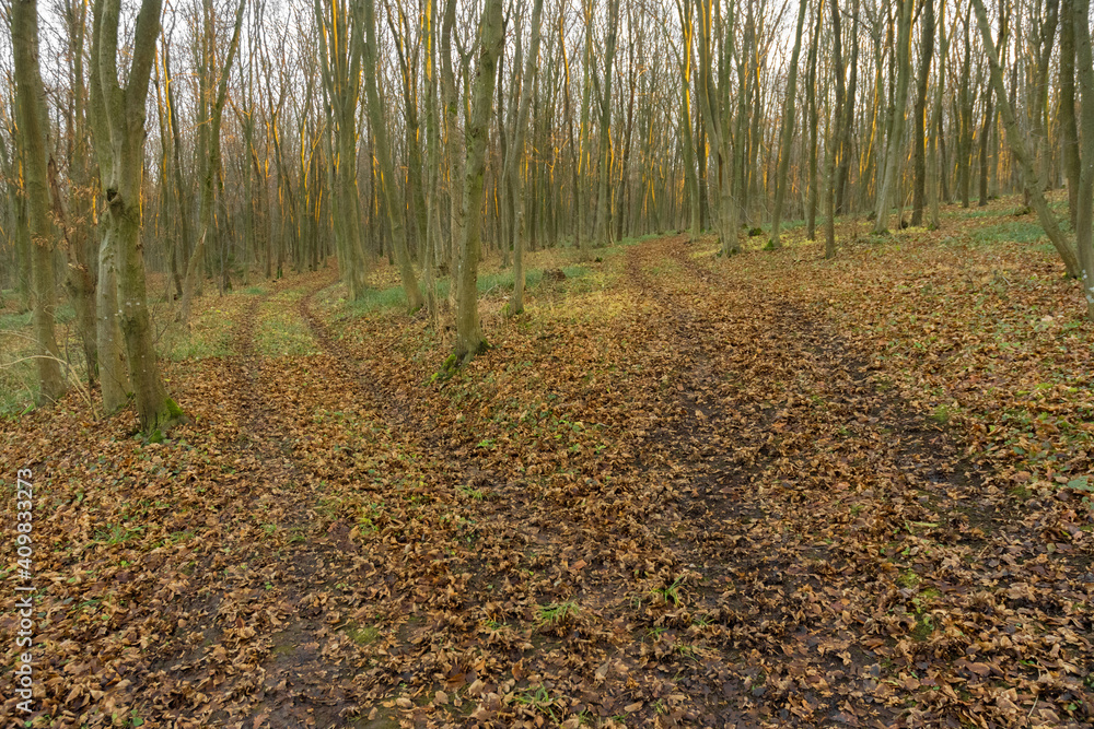 Obraz premium autumn in the woods