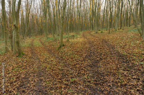 Fototapeta Naklejka Na Ścianę i Meble -  autumn in the woods