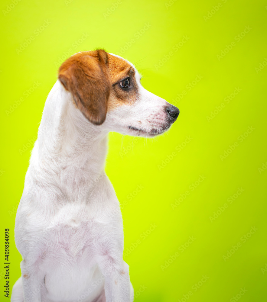 PERROS Y MASCOTAS PERROS Y MASCOTAS