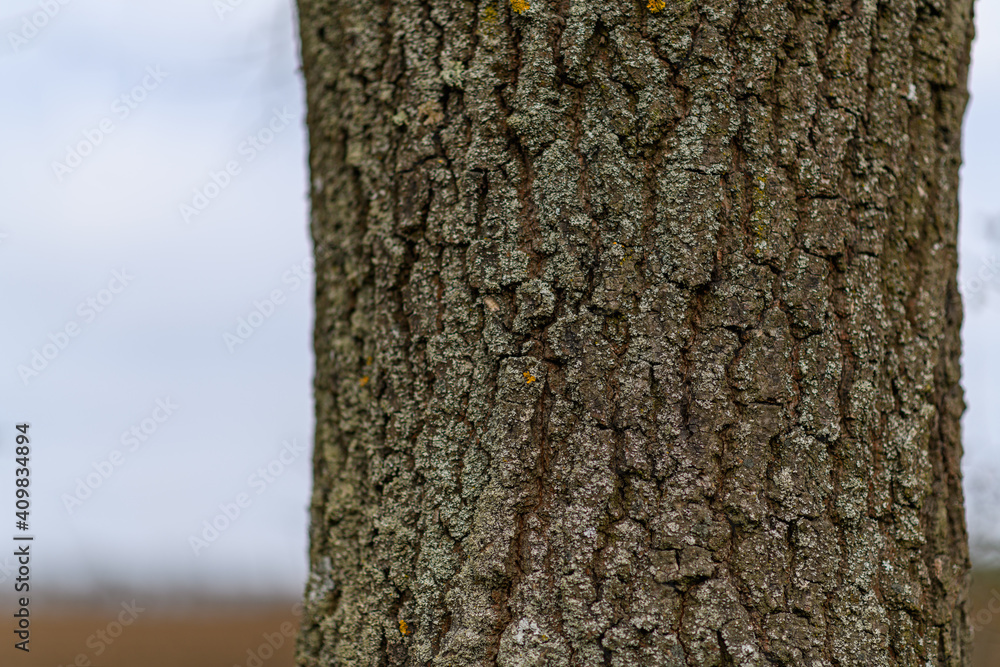 Fototapeta premium detail of tree trunk bark