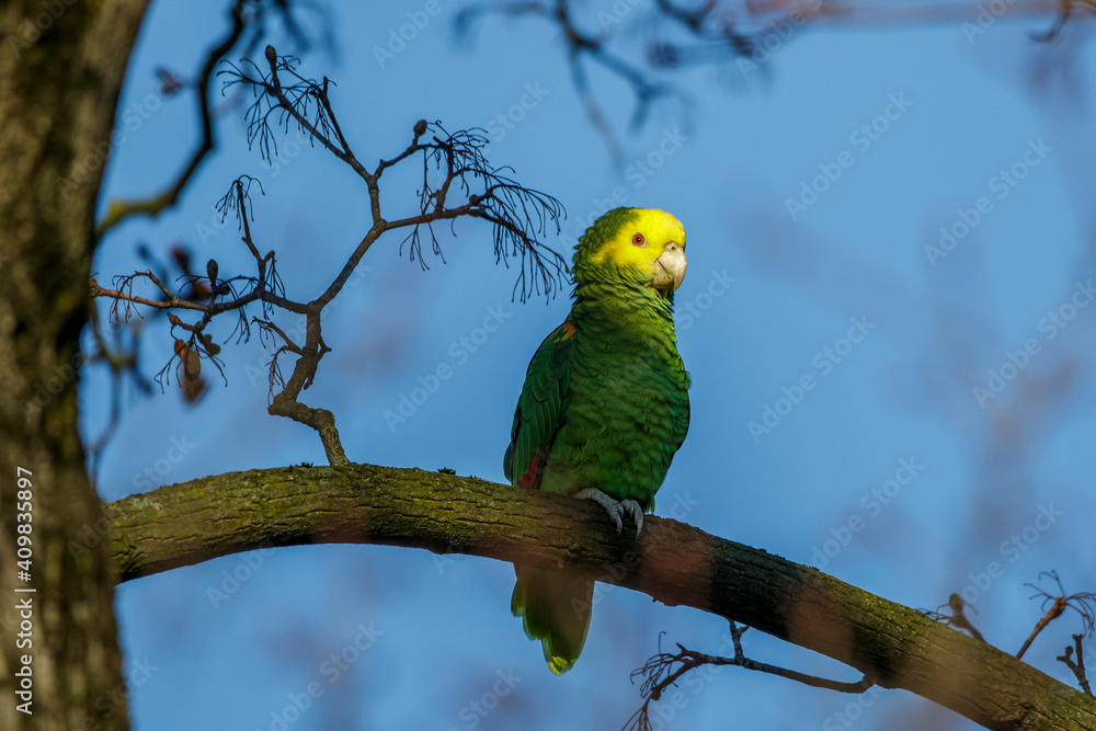 Gelbkopfamazone (Amazona oratrix) Gelbkopfamazone (Amazona oratrix)