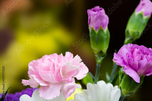 carnation flowers close up with free space