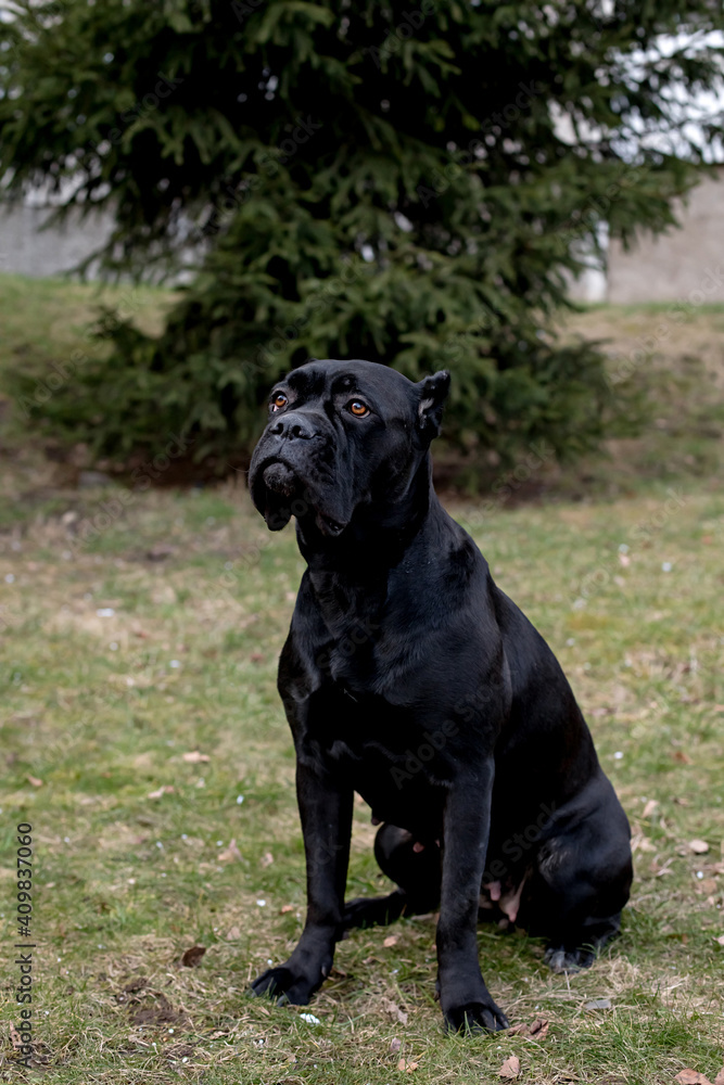 Portrait of stern Italian cane Corso sitting in the green lawn Portrait of stern Italian cane Corso sitting in the green lawn