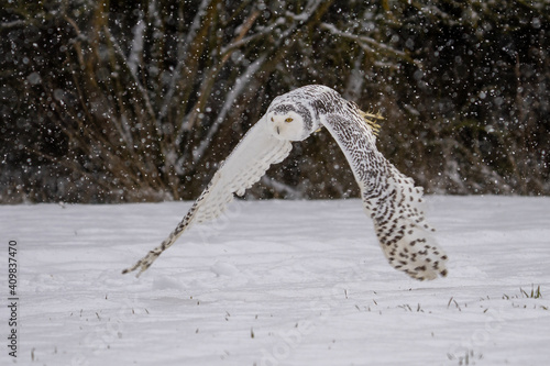 Snowy owl (Bubo scandiacus) lifts off and flies low hunting over a snow covered field in Ottawa, Canada