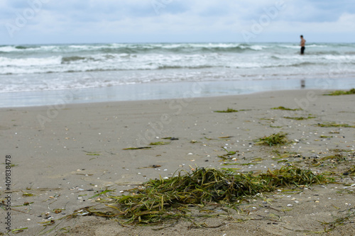 Green seaweed on the sand a silhouette of a man in the distance
