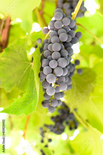 Vineyards at sunset in autumn harvest. Ripe grapes in fall.