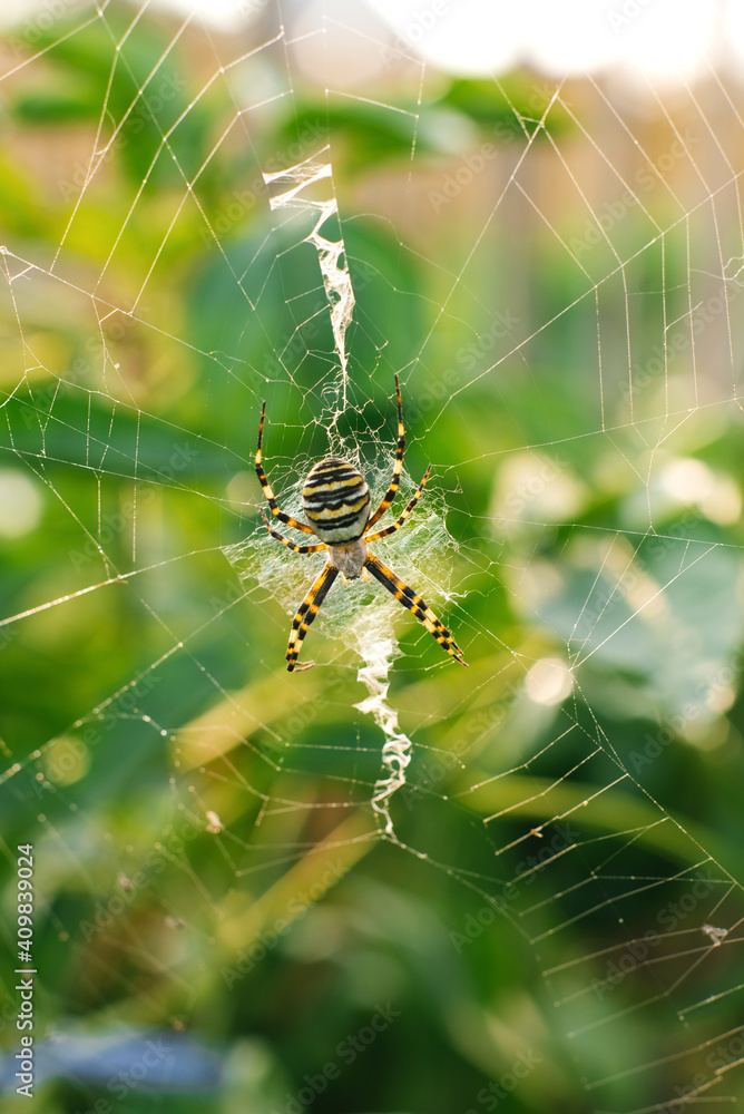 Spider argiope bruennichi on the web in the garden Spider argiope bruennichi on the web in the garden