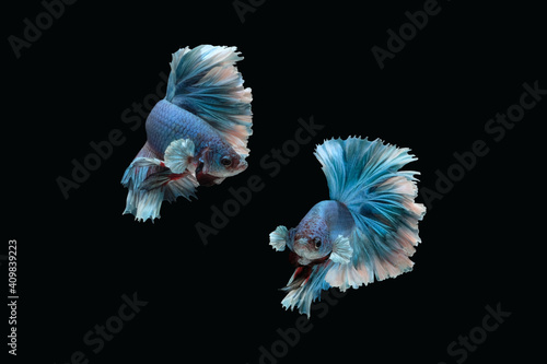 Photo collage of blue rose tail halfmoon type of betta splendens siamese fighting fish isolated on black color background. Image photo
