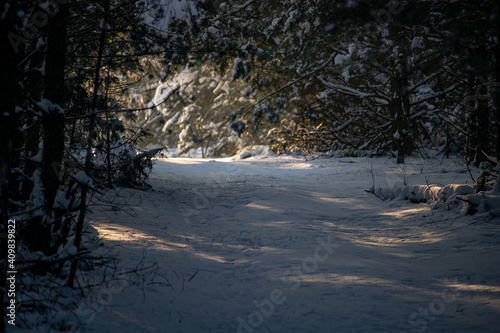 snow covered trees © сергей шохалевич