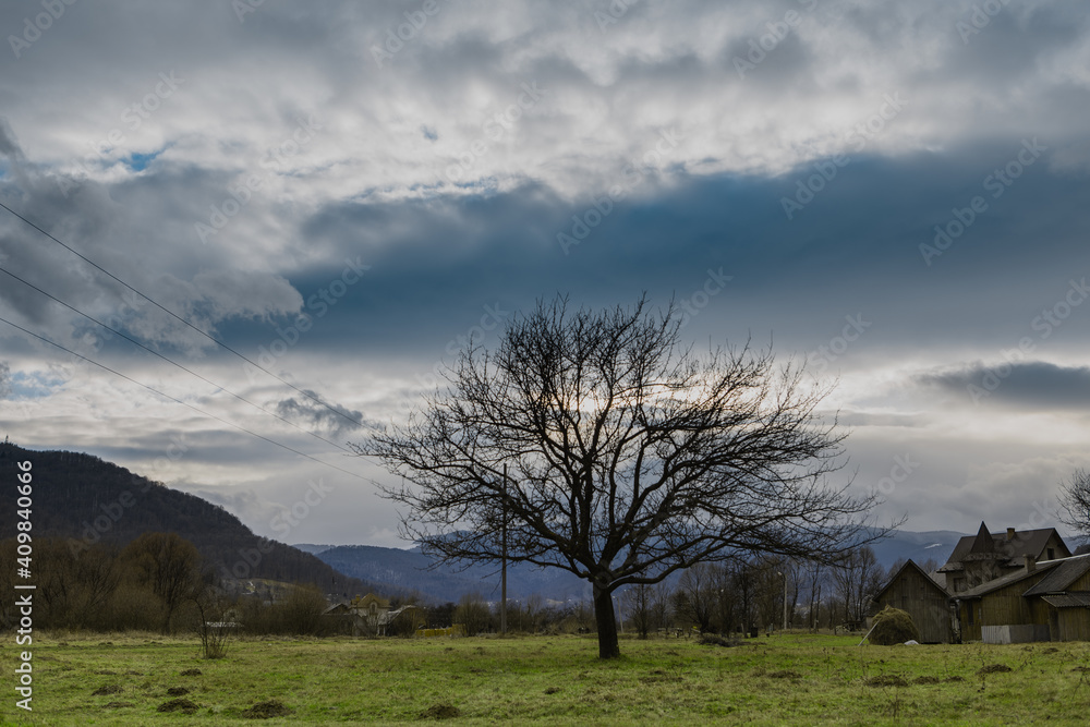 Tree in a field against a background of mountains and clouds Tree in a field against a background of mountains and clouds