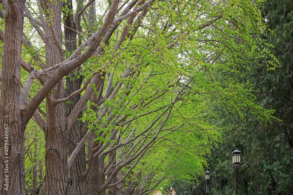 Just growing ginkgo leaves in the park, Beijing Just growing ginkgo leaves in the park, Beijing