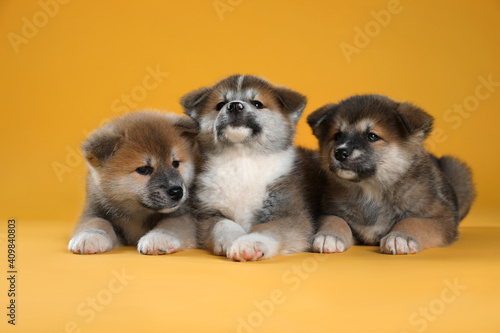 Fototapeta Naklejka Na Ścianę i Meble -  Adorable Akita Inu puppies on yellow background