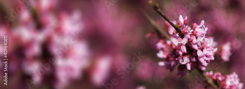 Spring banner. Beautiful spring pink flowers. Springtime, copy space © Inga