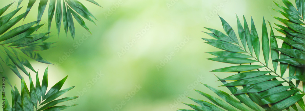 Summer green abstract banner tropical palm leaves.