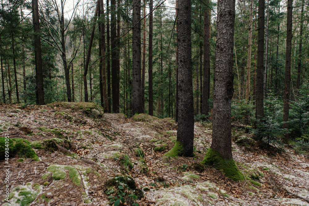 Landscape in the forest in the mountains. Rocks and tree trunks covered in moss