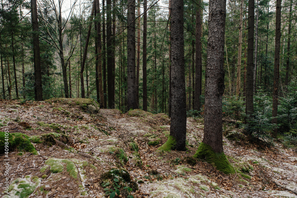 Landscape in the forest in the mountains. Rocks and tree trunks covered in moss Landscape in the forest in the mountains. Rocks and tree trunks covered in moss