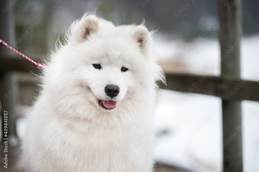 Samoyed white dog muzzle close up on a leash Samoyed white dog muzzle close up on a leash