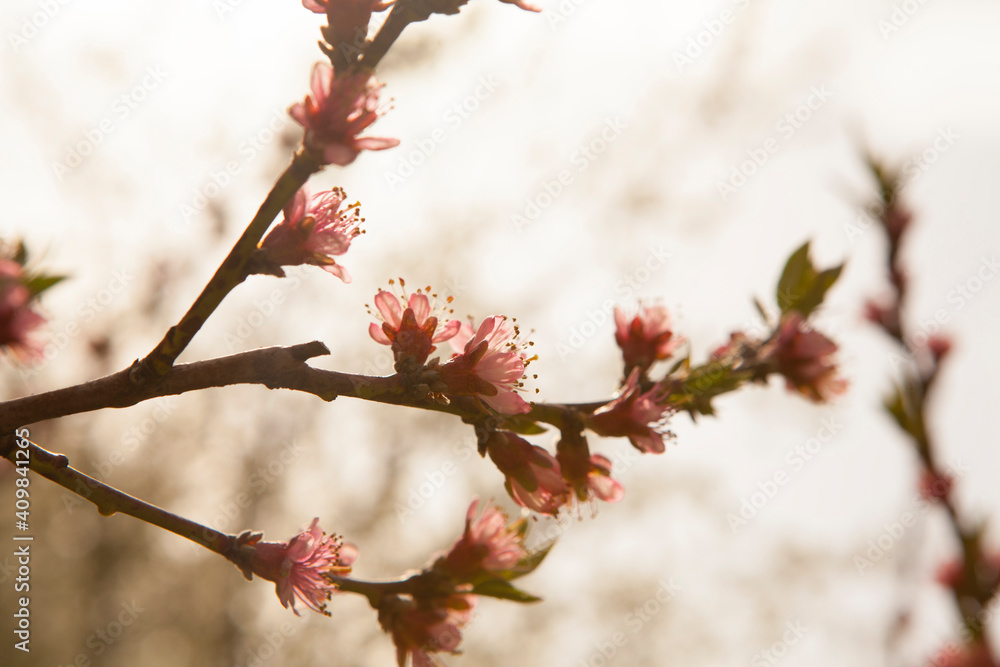 Hello blooming spring flower. Spring blooming cherry tree in the garden, multicolored natural pink flowers. Selective focus nature. Hello blooming spring flower. Spring blooming cherry tree in the garden, multicolored natural pink flowers. Selective focus nature.