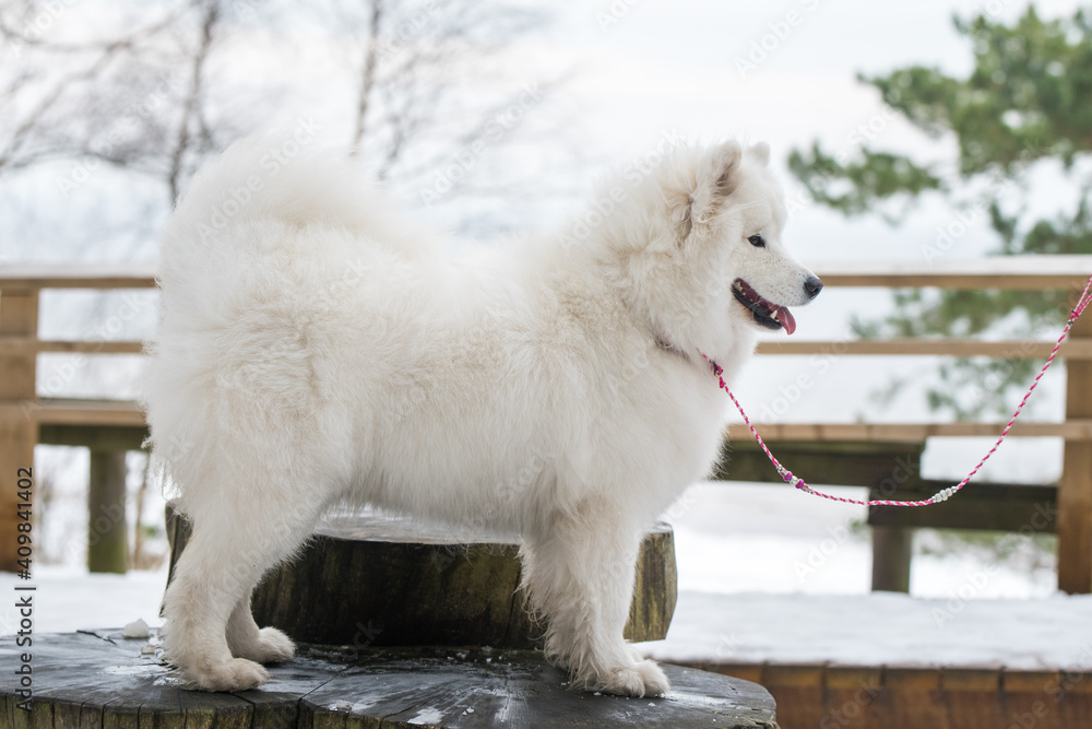 Beautiful fluffy Samoyed white dog on a leash