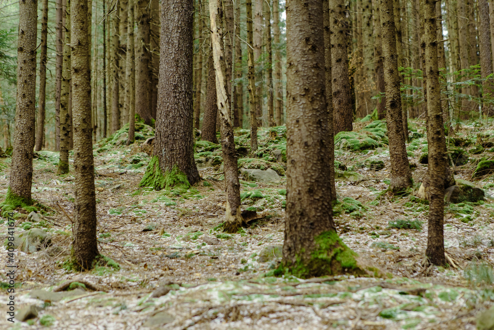 Naklejka premium Landscape in the forest in the mountains. Rocks and tree trunks covered in moss