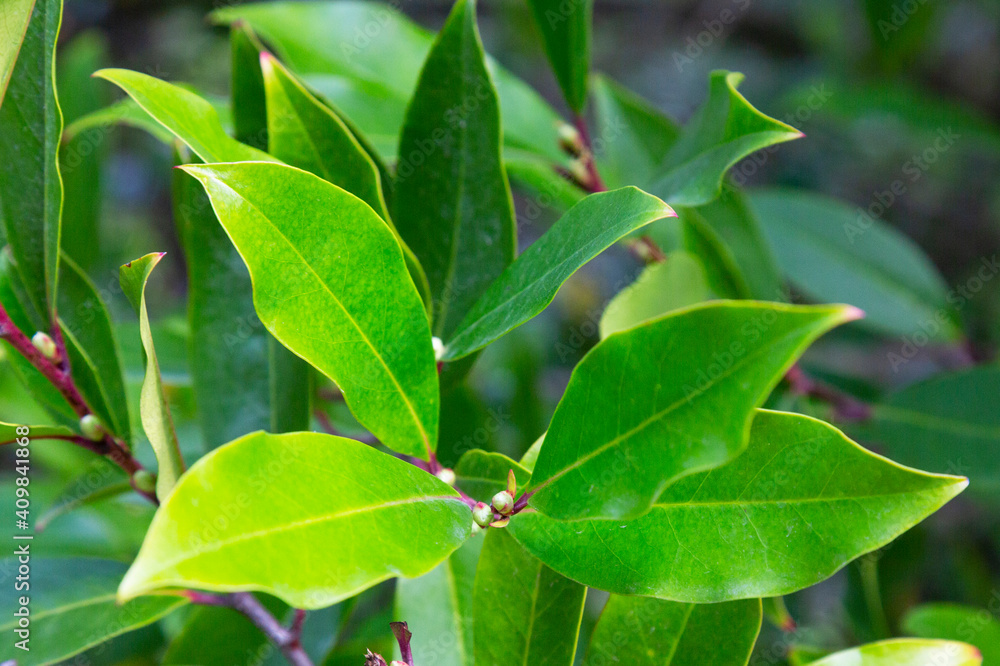Prunus laurocerasus or cherry laurel green leaves in sunlight Prunus laurocerasus or cherry laurel green leaves in sunlight