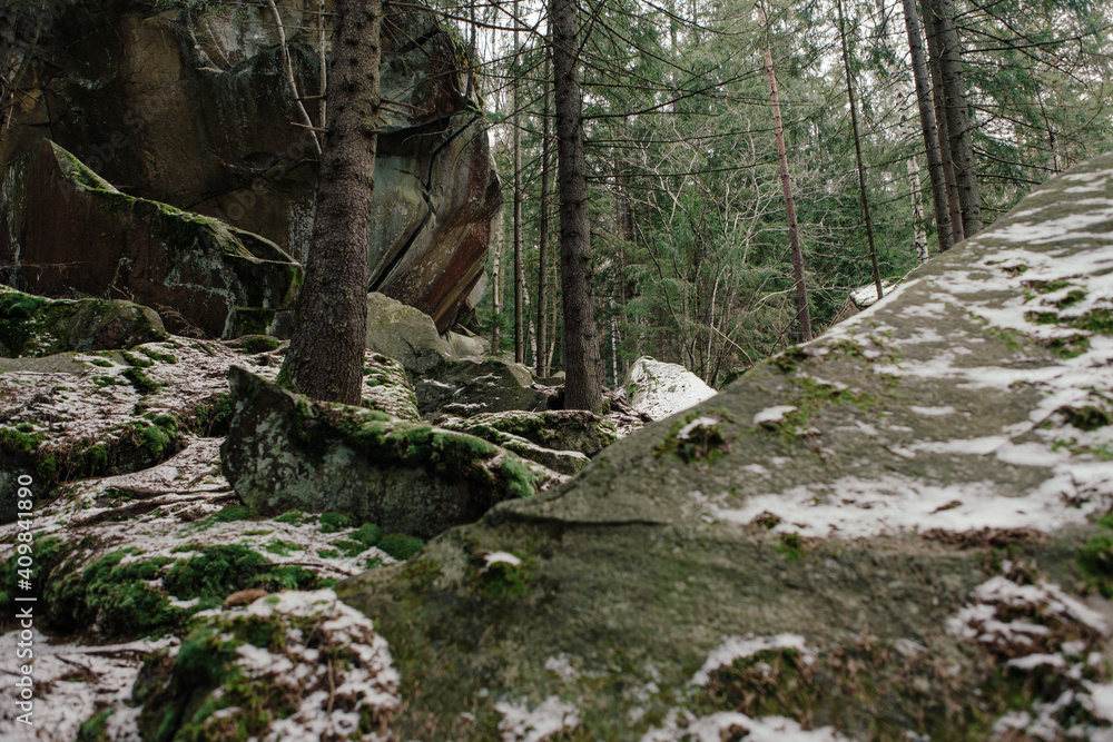 Rocks and moss among trees in winter forest