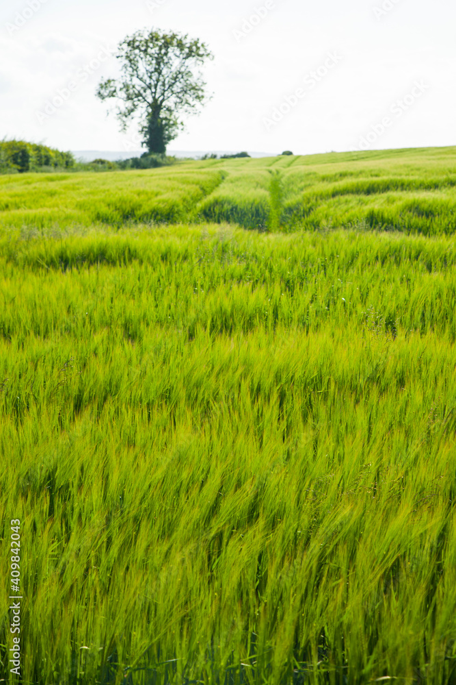Cebada en primavera .Barley (Hordeum vulgare) Cebada en primavera .Barley (Hordeum vulgare)