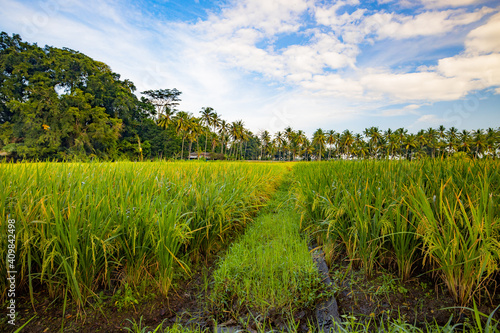 Bali landscape. Rice paddies, palm trees, blue sky with white clouds. Scenic panoramic view. Green rice fields. Farming concept. Bali, Indonesia