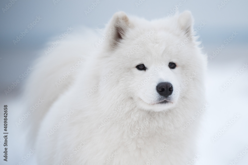 Samoyed white dog muzzle close up is on Saulkrasti beach