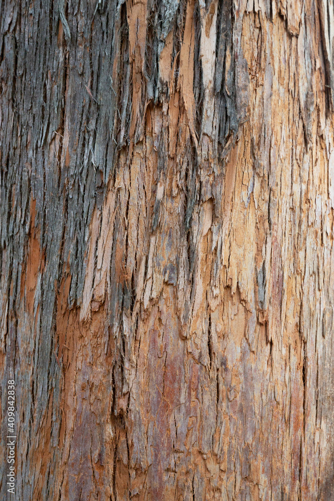 Naklejka premium Old wood cracked texture, the trunk of the tree, natural wood background