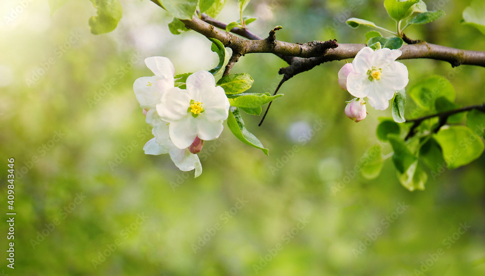 Blooming apple tree, macro