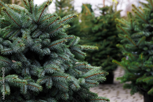 Foto Potted coniferous plants at Christmas tree market