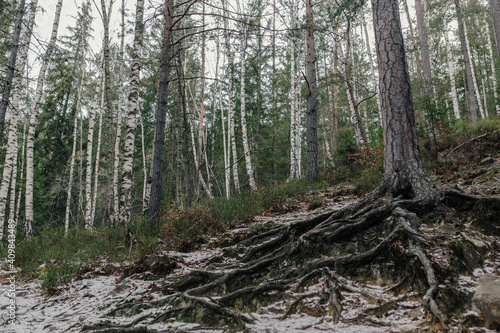 Landscape in the forest in the mountains. Rocks and tree trunks covered in moss