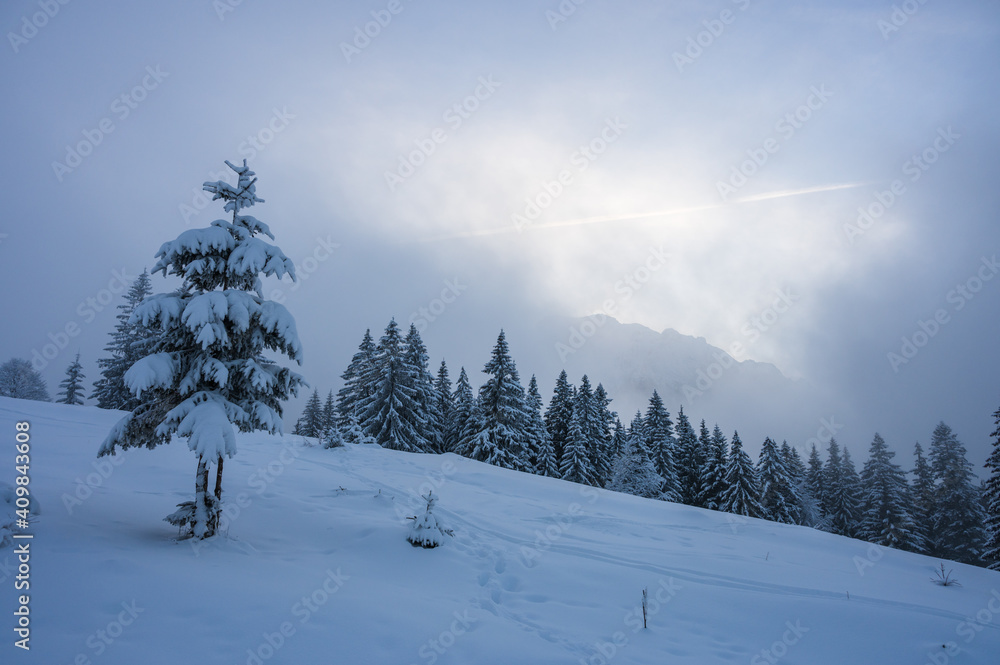 Winter landscape in Romanian Bucegi mountain range with snow covered trees during a cloudy winter day