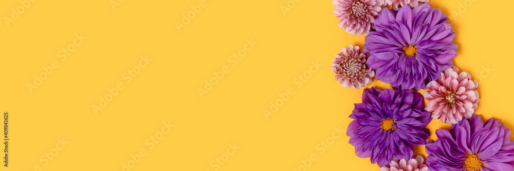 Obraz premium Banner with dahlia flowers texture on a yellow background with copyspace. Springtime natural concept.