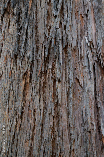 Old wood cracked texture, the trunk of the tree, natural wood background