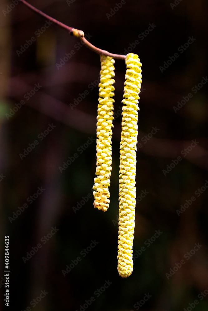 Naklejka premium close-up catkins of common hazel, Corylus avellana, the concept of starting a new life, early spring