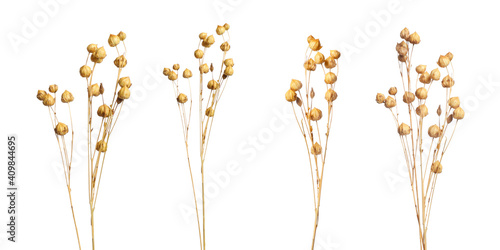 Set with beautiful decorative dry flowers on white background, banner design