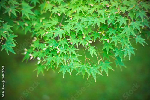 Attractive Japanese maple foliage and seeds
