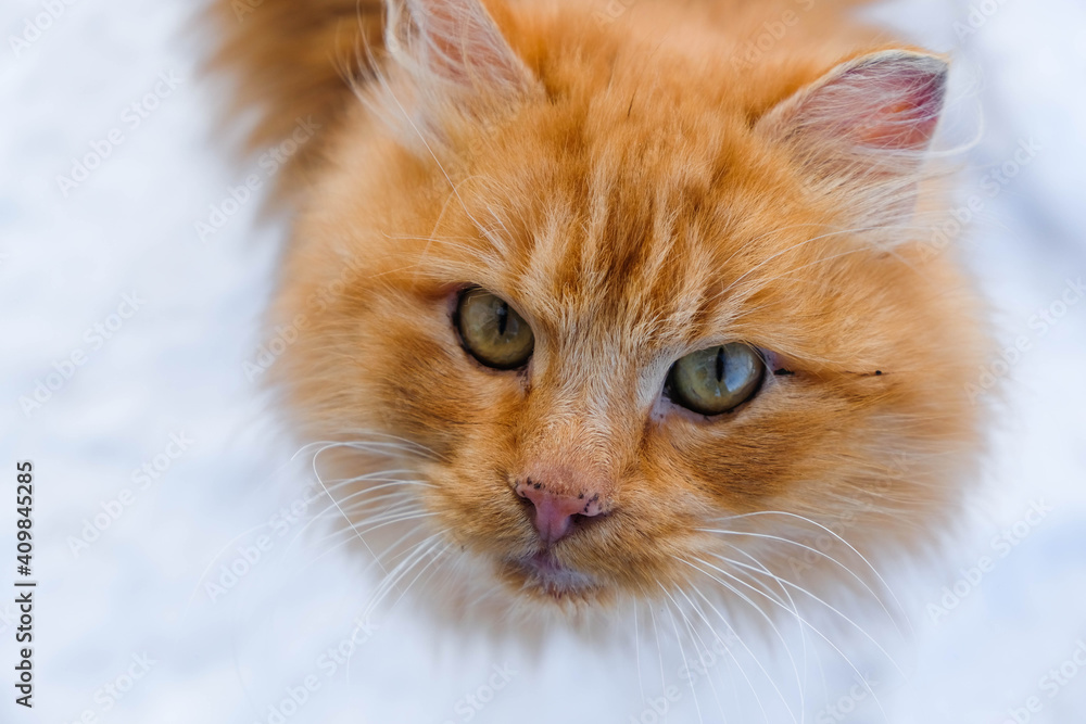 Portrait of a red cat with yellow-green eyes looking at the camera. Snow background. Wallpaper.