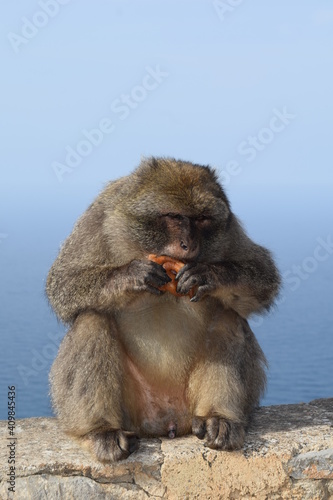A Barbary macaque eating  Algerian Zalabia in Bejaia city in Algeria