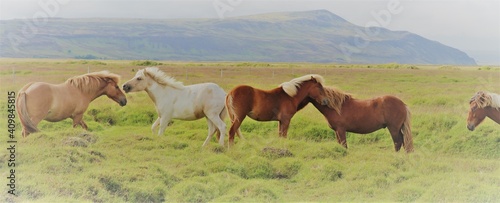 Slika na platnu Chevaux islandais