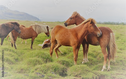 chevaux islandais