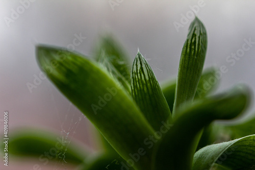 Closeup shot of an indoor plant