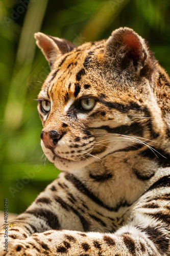 Head close up of a lovely ocelot (Leopardus pardalis). Feline. Wild animals.

Retrato de un ocelote.